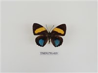 藏品(外國蝴蝶)的圖片